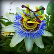passion_flower_aka_clock_flower Volg gepassioneerd je passie