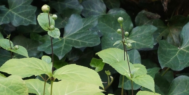 Talent moet je elke dag water geven, als een plantje