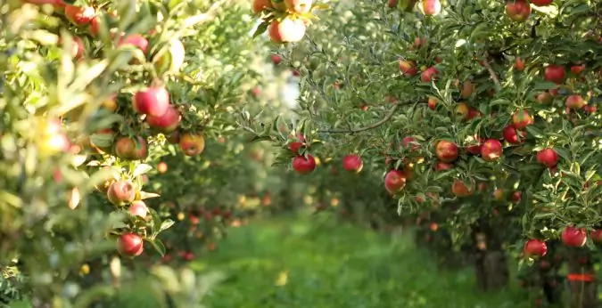 appelboom Van appelboom een perenboom worden